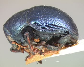 Media type: image; Entomology 17294   Aspect: habitus lateral view
